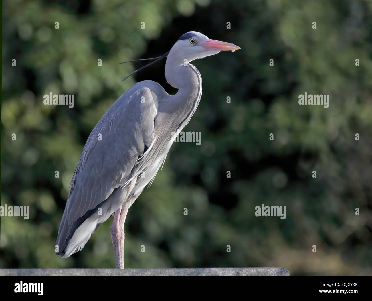 Grey Heron (ardea cinerea) Stock Photo