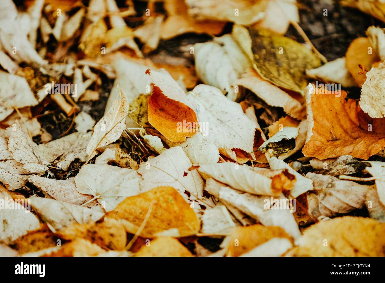 Golden leaves on ground hi-res stock photography and images - Alamy