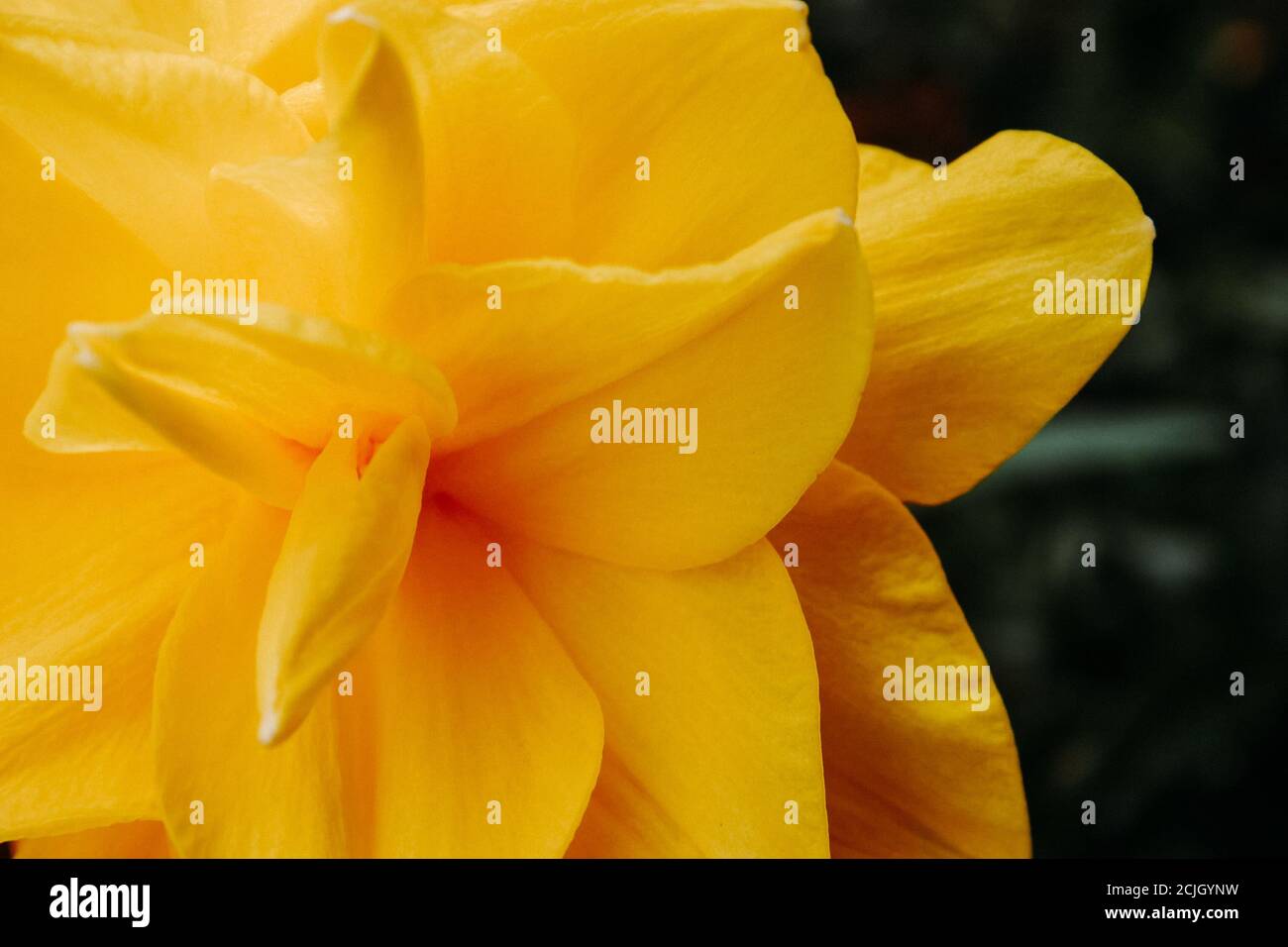 Closeup shot of yellow begonia Stock Photo