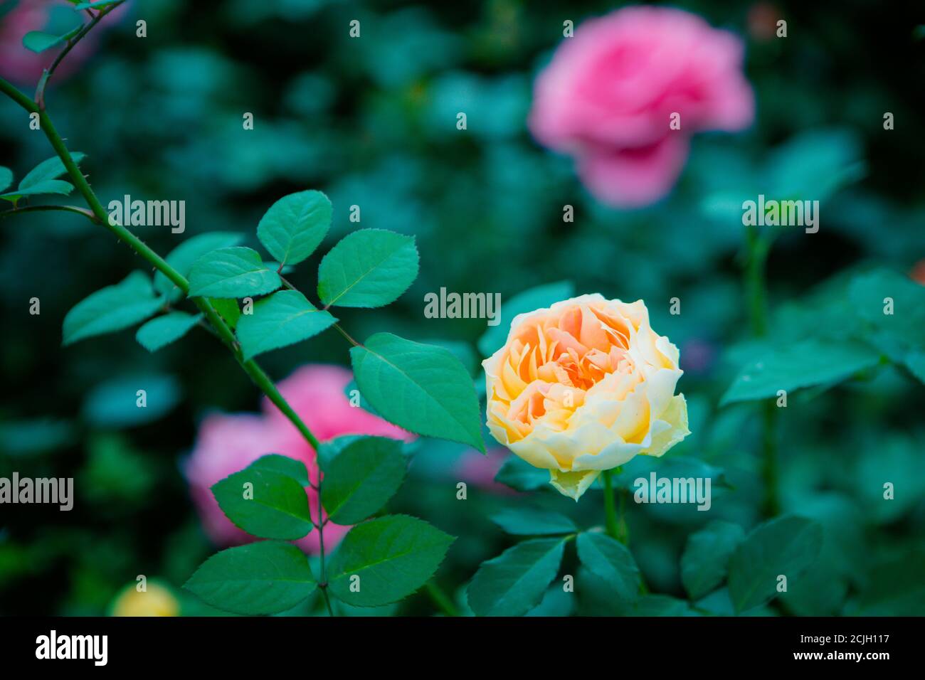 Chinese rose feature Stock Photo Alamy