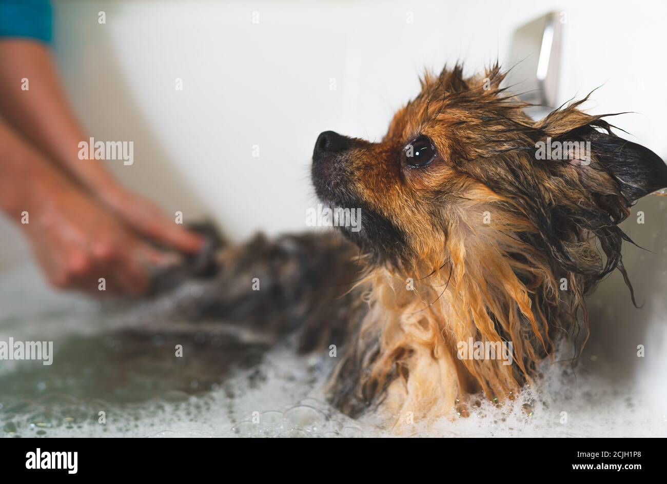 Pomeranian dog in the bathroom. Grooming salon Stock Photo Alamy