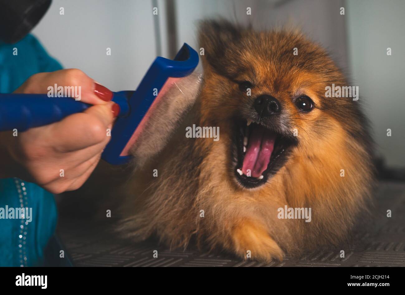 Brushing the pomeranian dog in grooming salon Stock Photo Alamy
