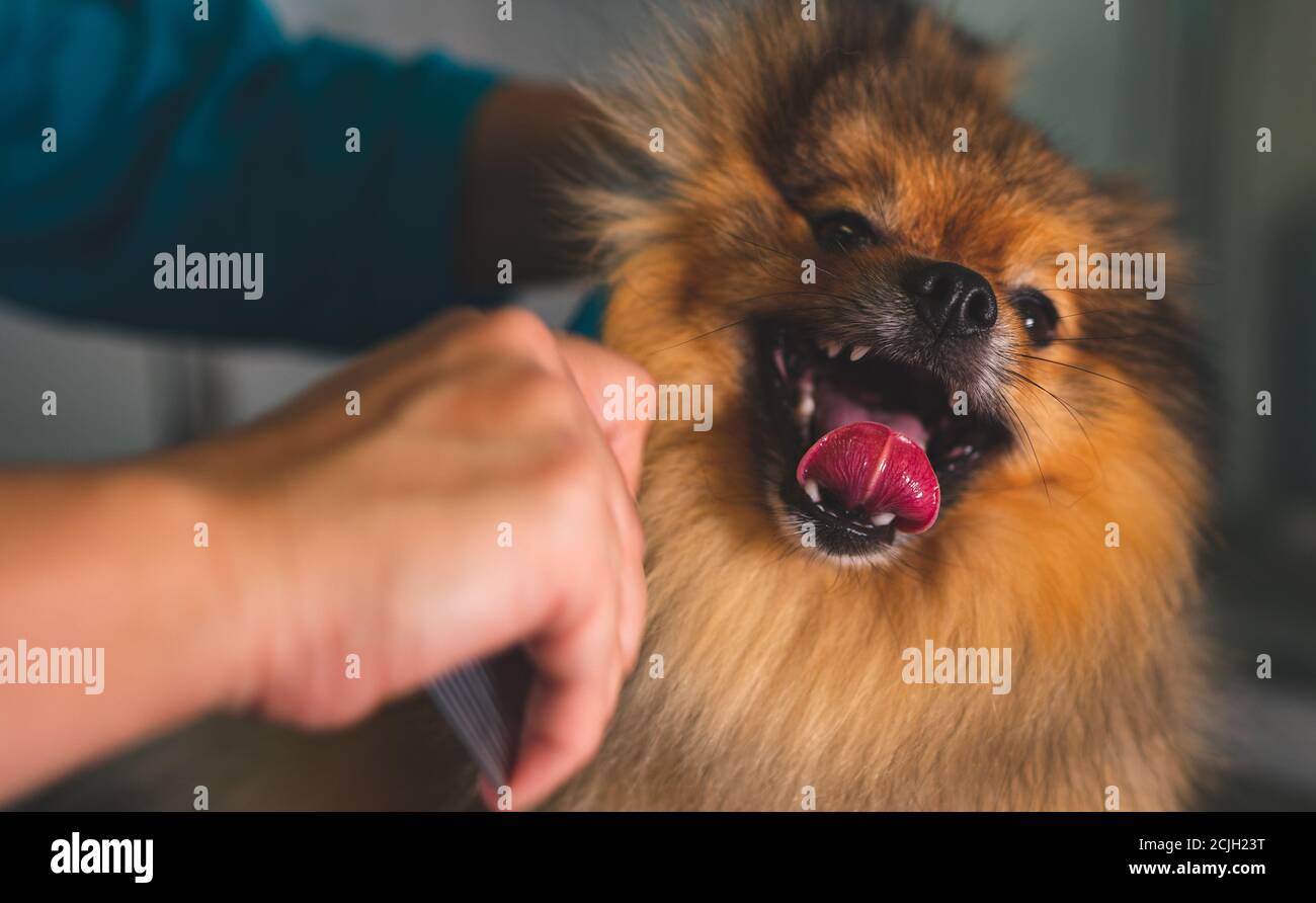 Brushing the pomeranian dog in grooming salon Stock Photo Alamy