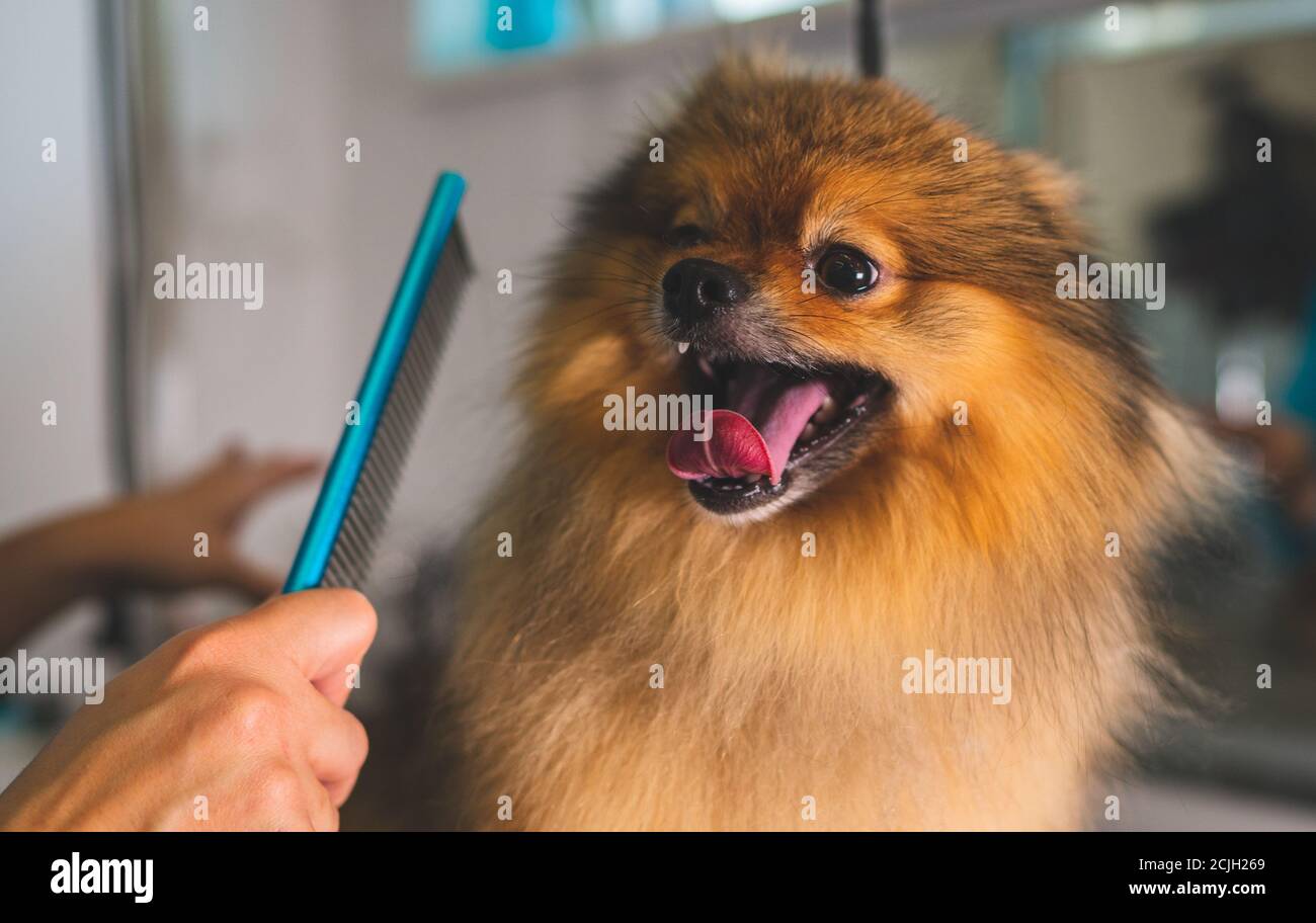 Brushing the pomeranian dog in grooming salon Stock Photo Alamy