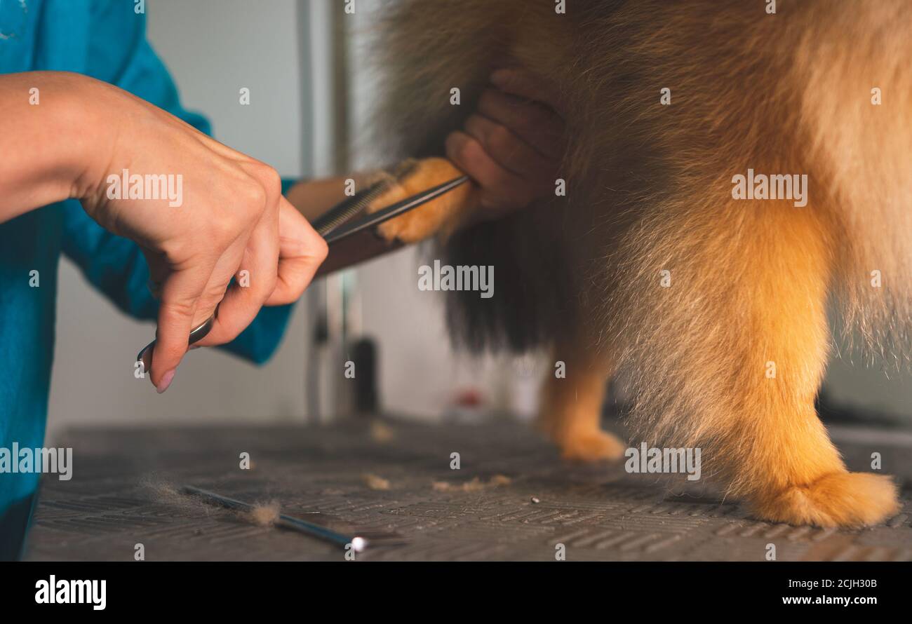 Haircut of pomeranian dog in grooming salon. Stock Photo