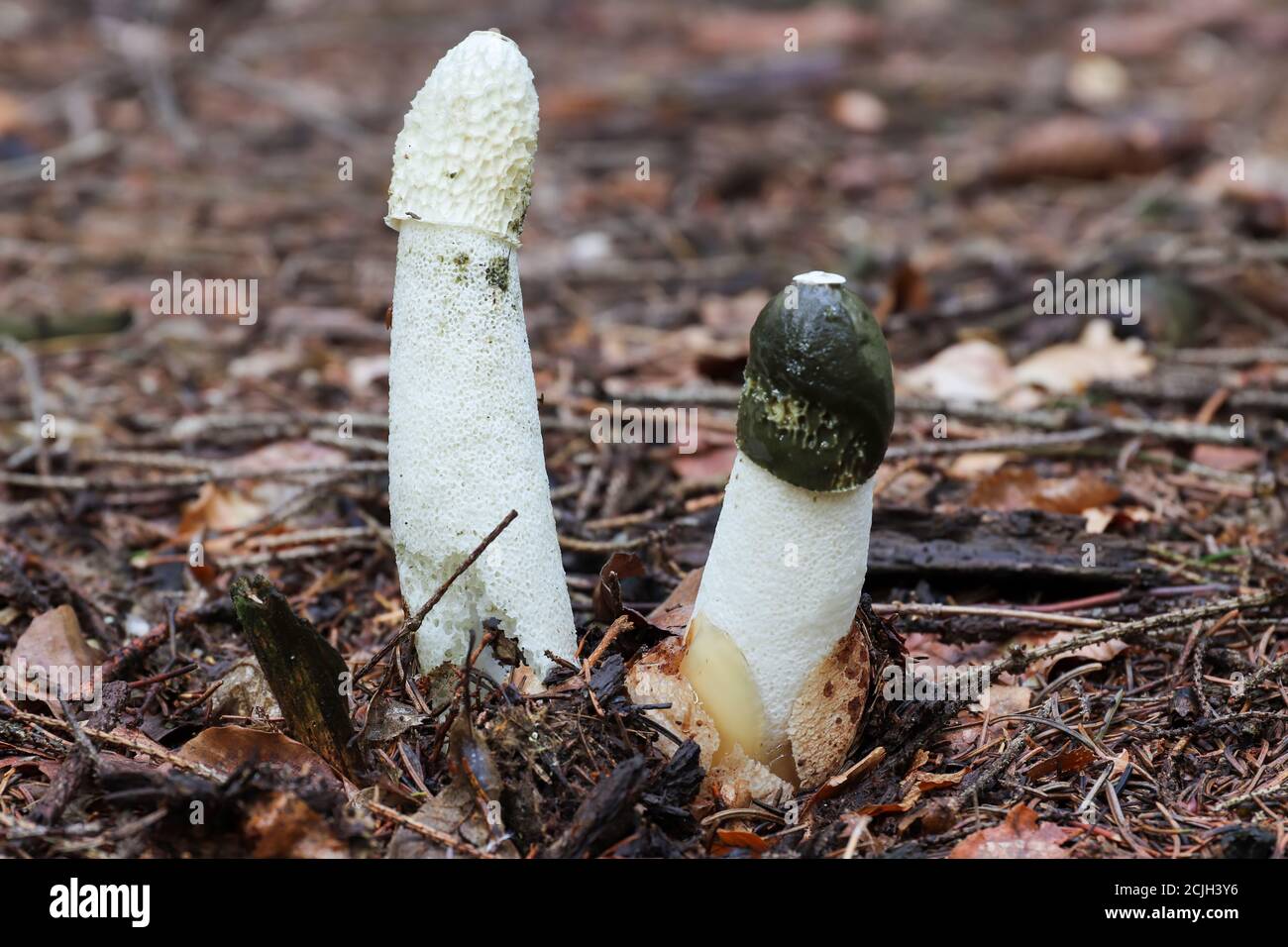 Fresh and old Phallus impudicus - common stinkhorn - mushroom is not poisonous, but only very fresh mushrooms are consumed Stock Photo