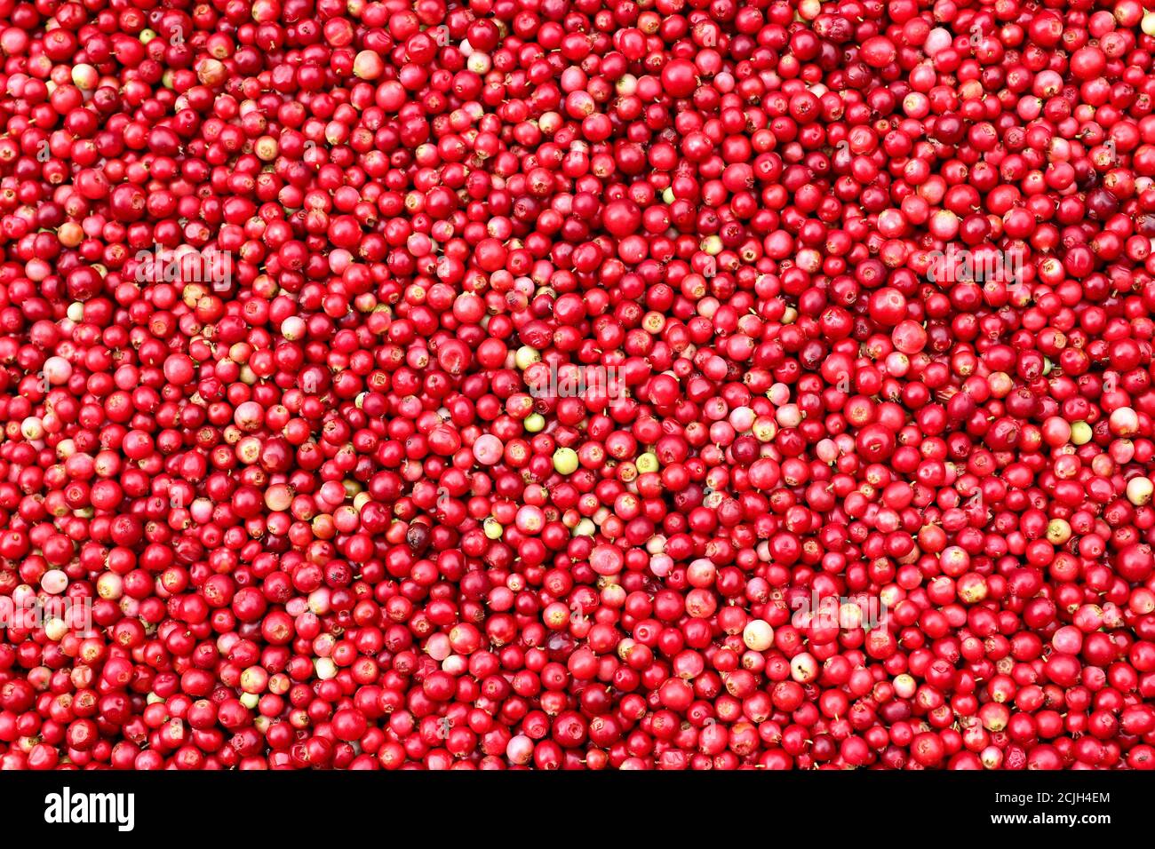 Cranberries healthy berries contain plentiful organic acids, vitamin C, vitamin A, B vitamins