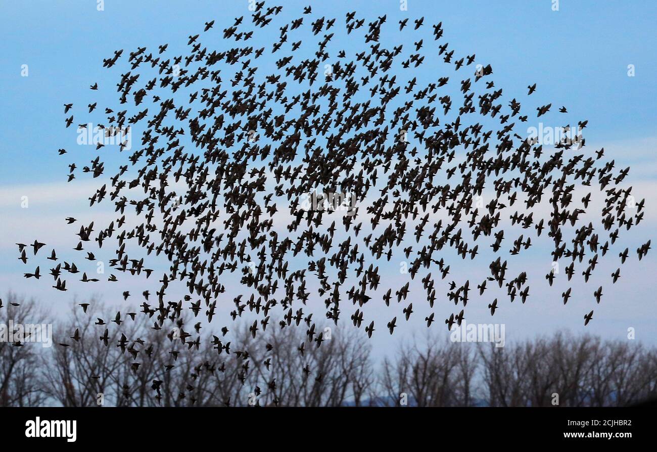 Starling murmuration usa hires stock photography and images Alamy