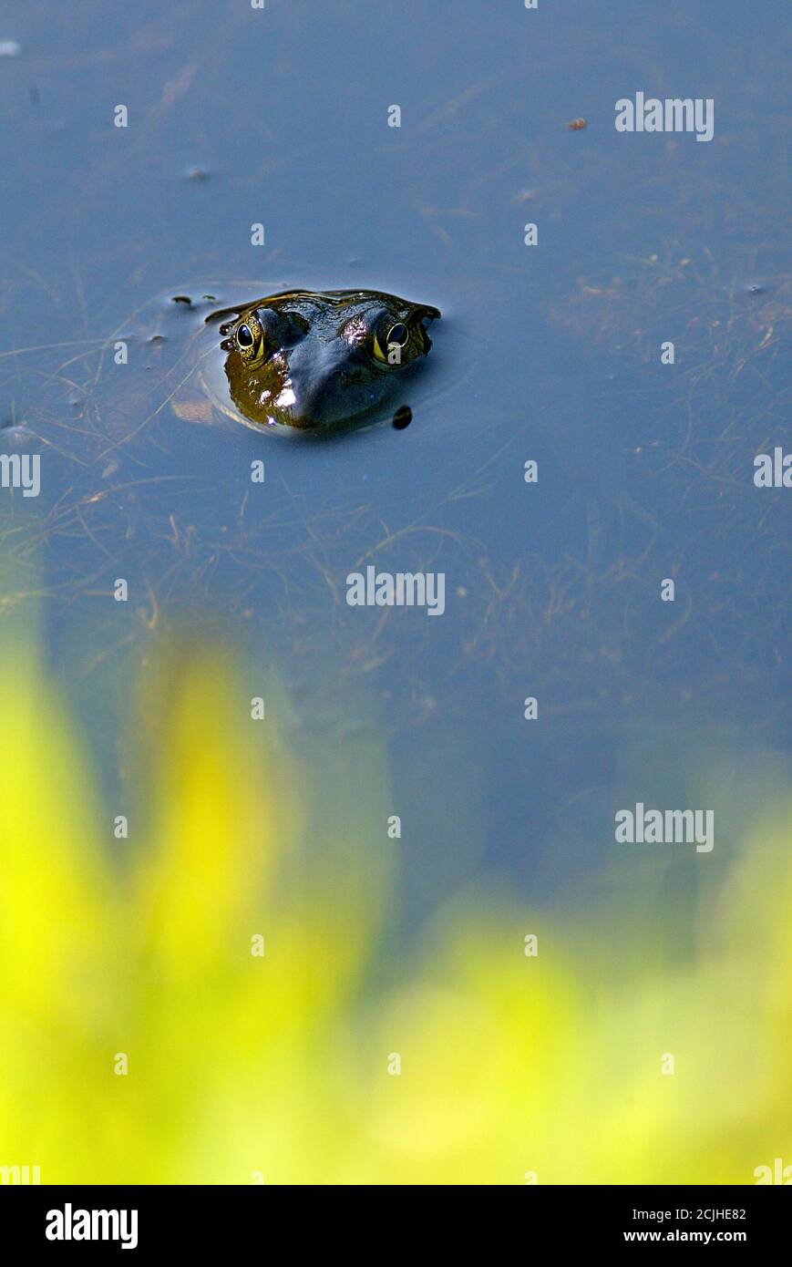 Bullfrog in its natural environment. Stock Photo