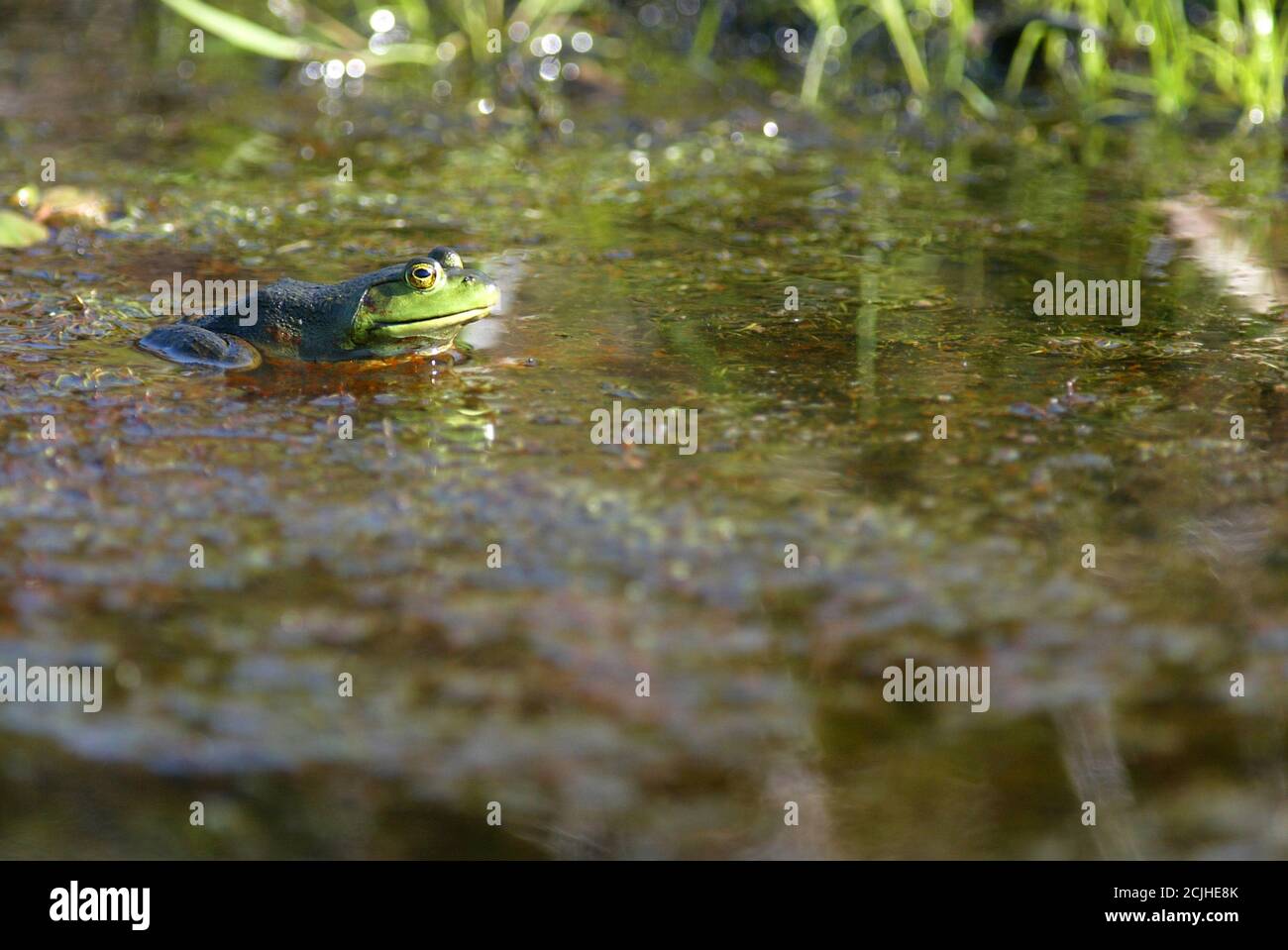 Bullfrog in its natural environment. Stock Photo