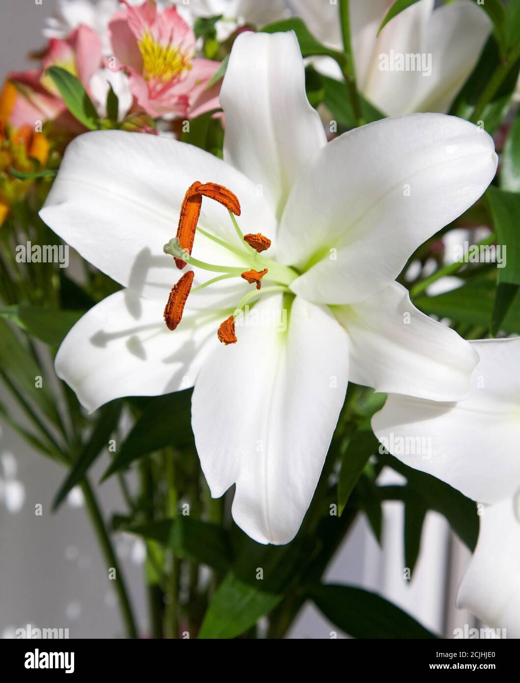 White lily (lilium candidum) in a bouquet with pink alstroemeria as a greeting floral background Stock Photo