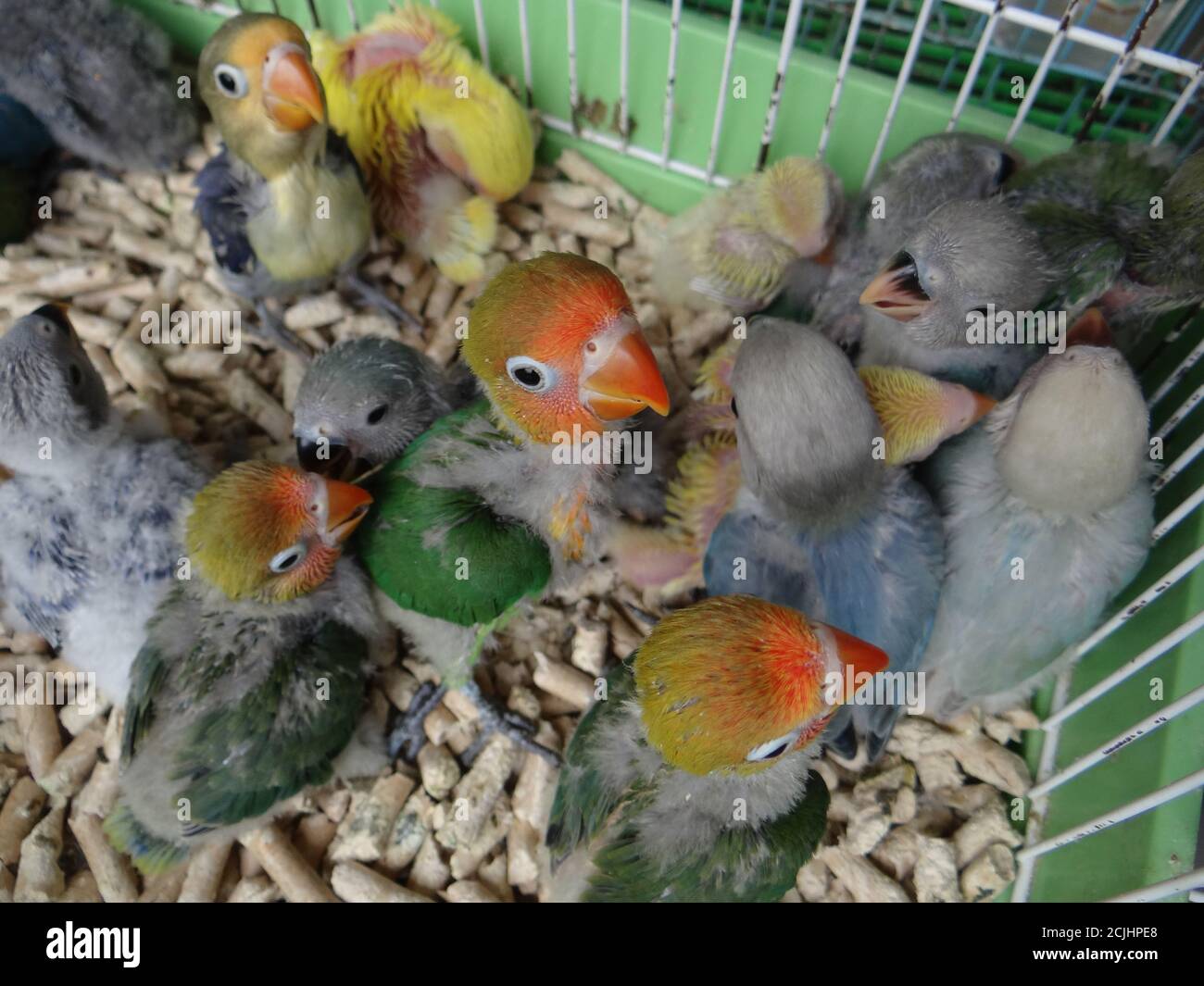 A top view of cute and colorful parrots in a cage Stock Photo - Alamy - Colourful Bikini Parrots Cages.