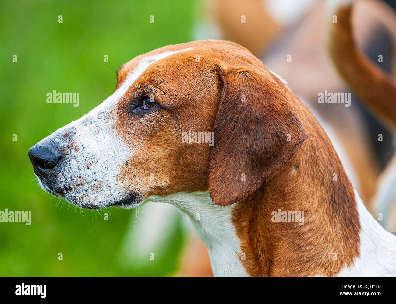 Belvoir, Grantham, Lincolnshire, UK - The Belvoir Hunt's Foxhounds Stock Photo