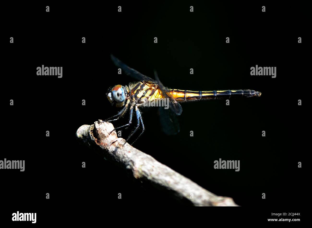 A dragonfly resting on a tree branch on darkened background (macro view ...