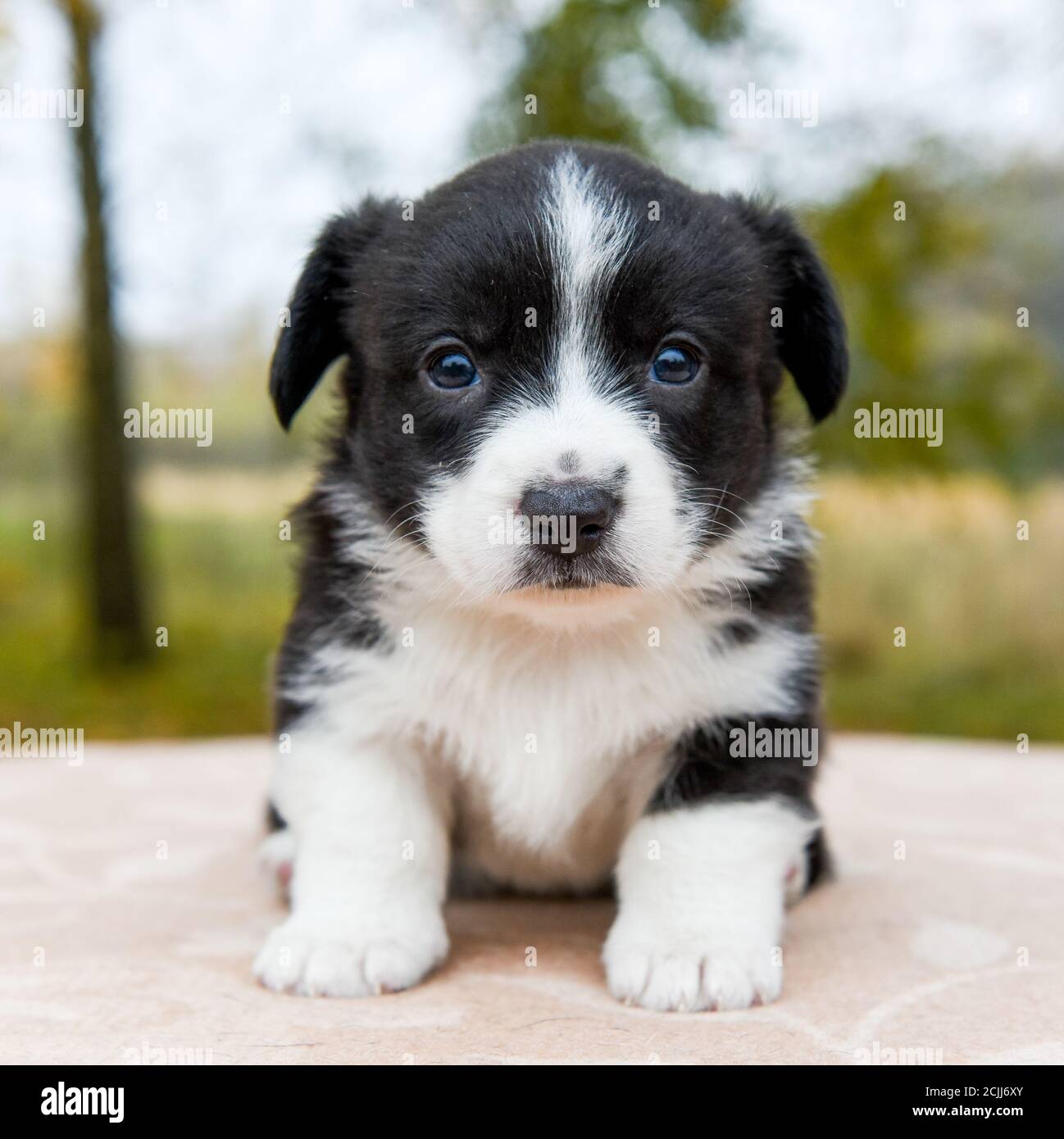 Welsh corgi pembroke puppy dog posing outside Stock Photo