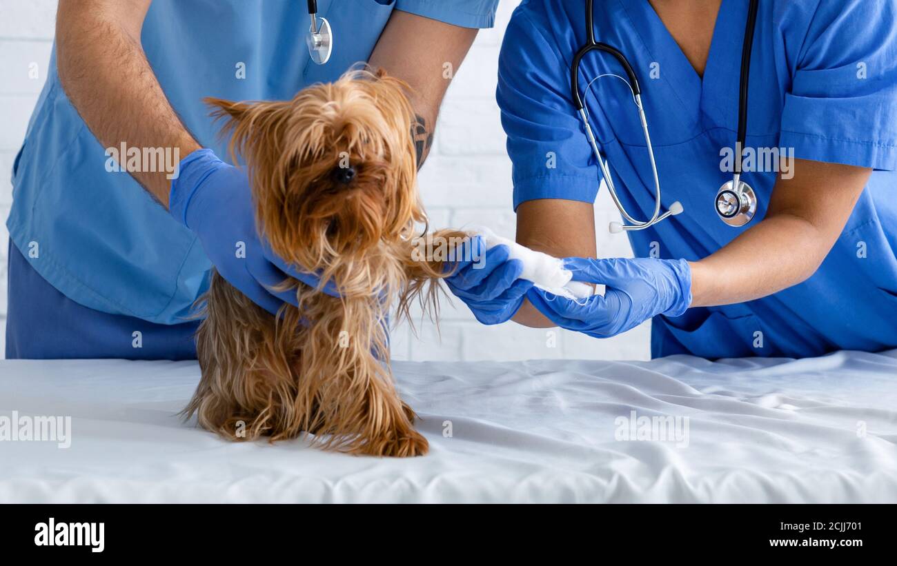 Closeup of vet doc with nurse bandaging dog's paw at animal clinic Stock Photo