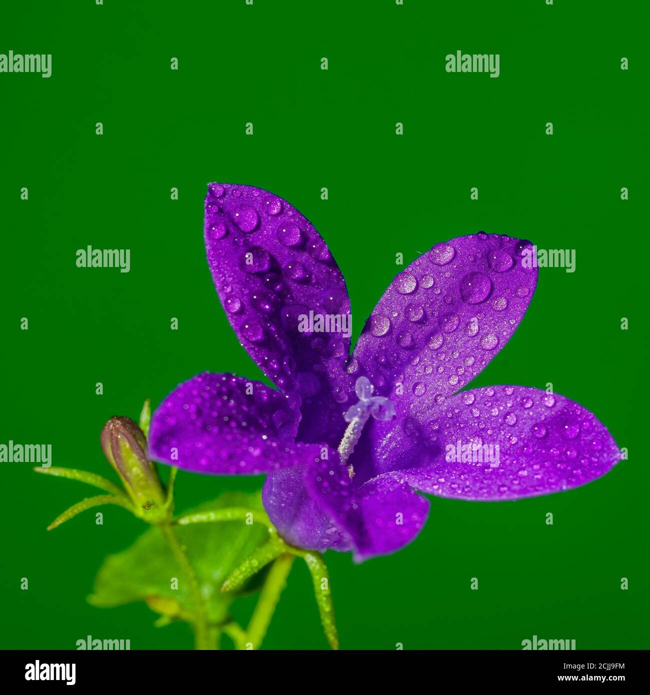 beautiful bloom of a seasonal plant in nature Stock Photo - Alamy