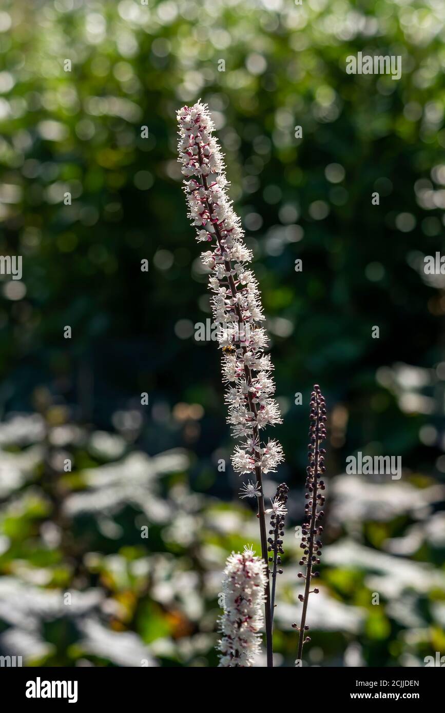 Actaea simplex Atropurpurea Group a summer autumn fall clump forming white flower plant commonly known as baneberry or bugbane Stock Photo