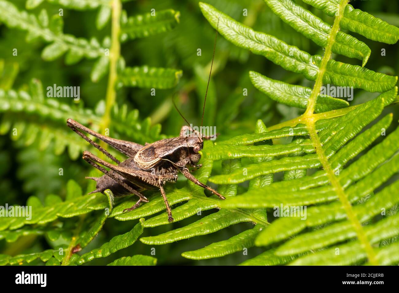Pholidoptera griseoaptera (Dark Bush Cricket) a common brown insect species found in fields meadows and gardens stock photo Stock Photo
