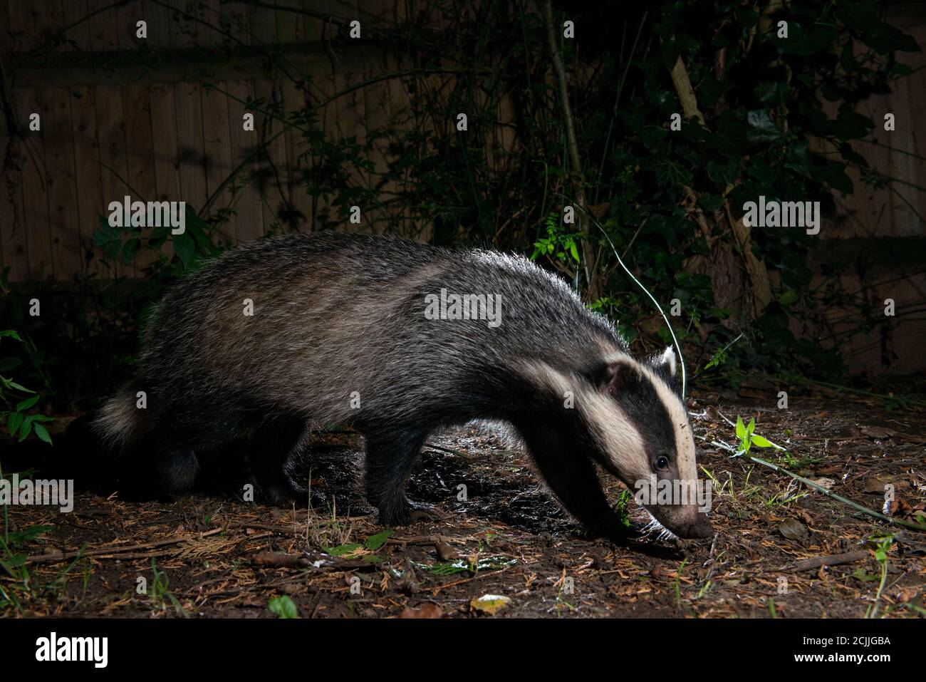 Badger at night foraging in a garden Stock Photo