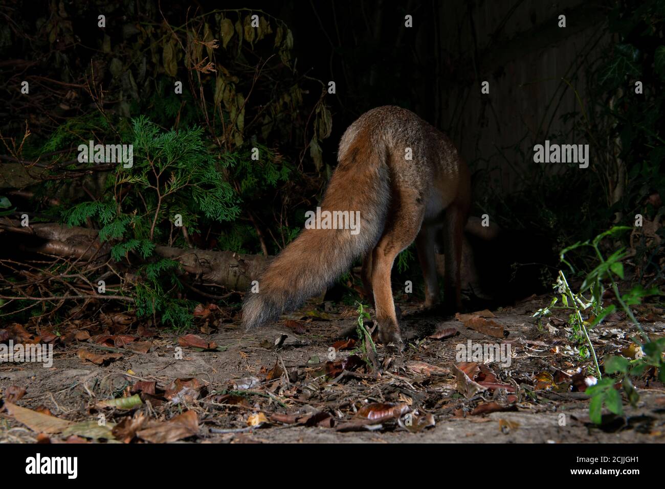 Fox at night from behind walking away Stock Photo