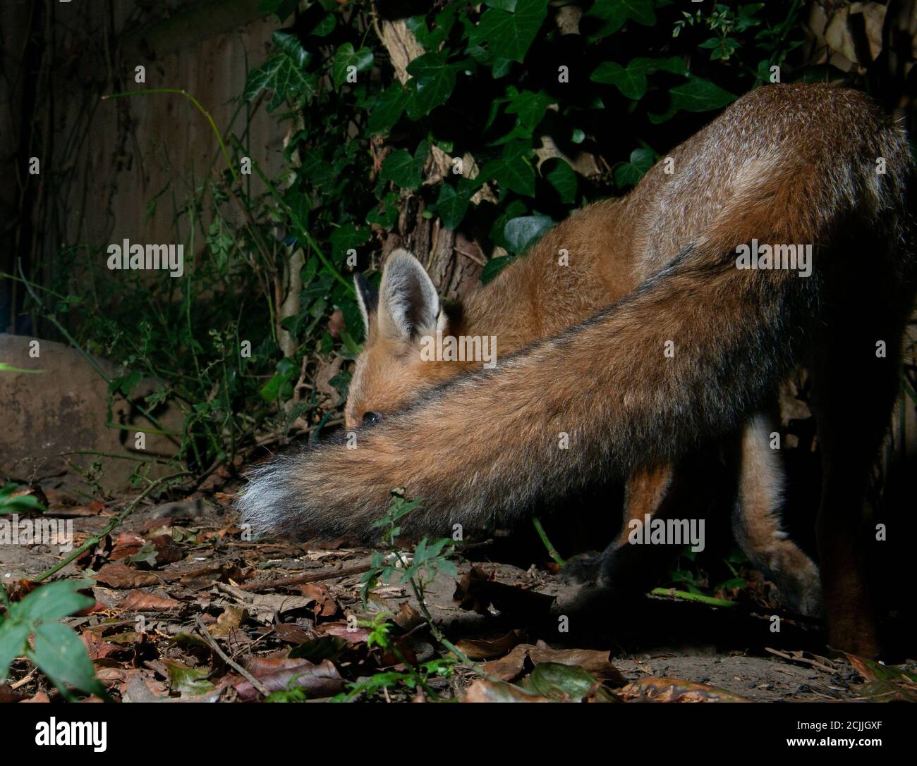Fox at night body curled round behind tail Stock Photo