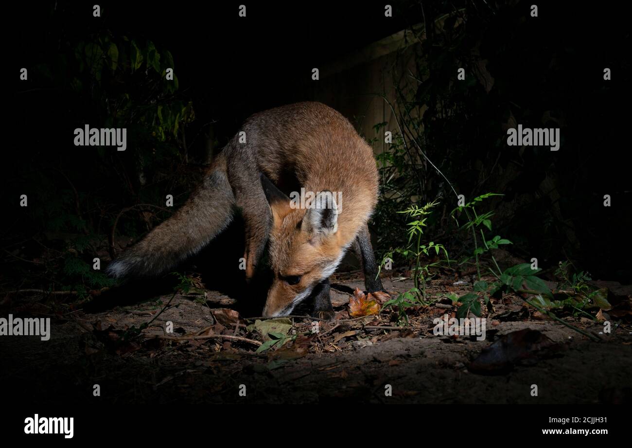 Fox at night, body curled round with mouth open eating from the ground Stock Photo