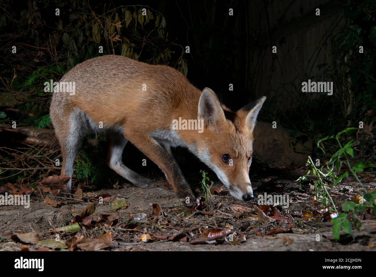 Fox at night searching for food with catchlight in eye Stock Photo