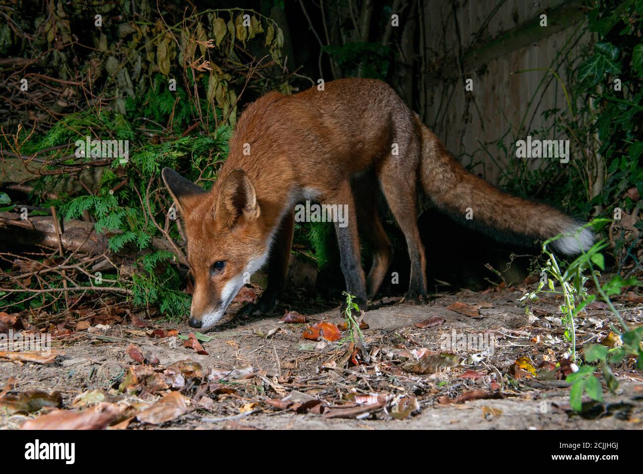 Fox at night with head down eyes looking up Stock Photo