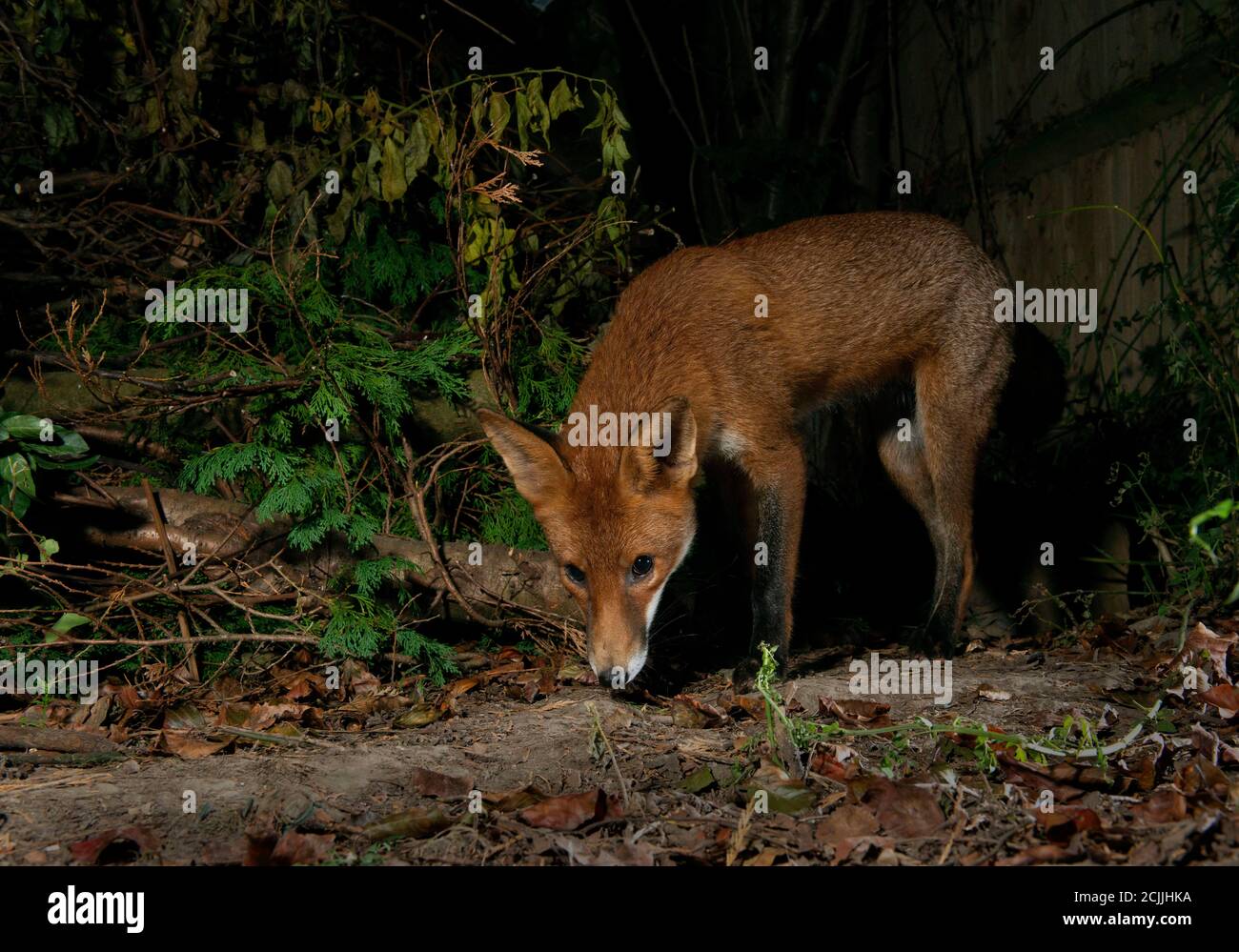 Fox at night sniffing the ground, looking for food Stock Photo