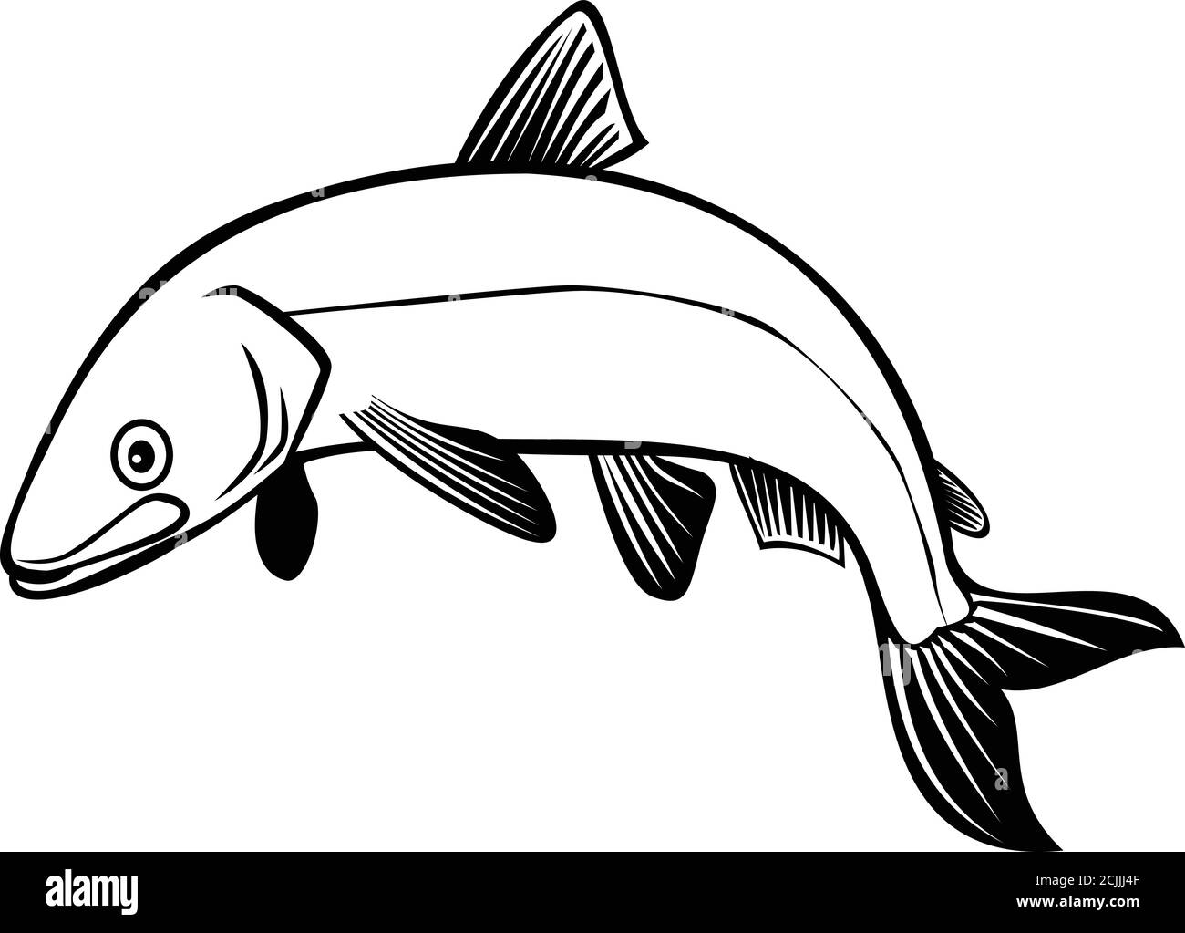 Retro style illustration of a bloater or Coregonus hoyi, a species or form of freshwater whitefish in the family Salmonidae, jumping up on isolated ba Stock Vector