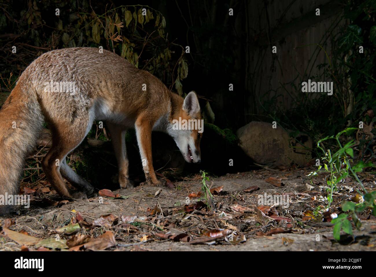 Fox at night looking at the ground facing front Stock Photo