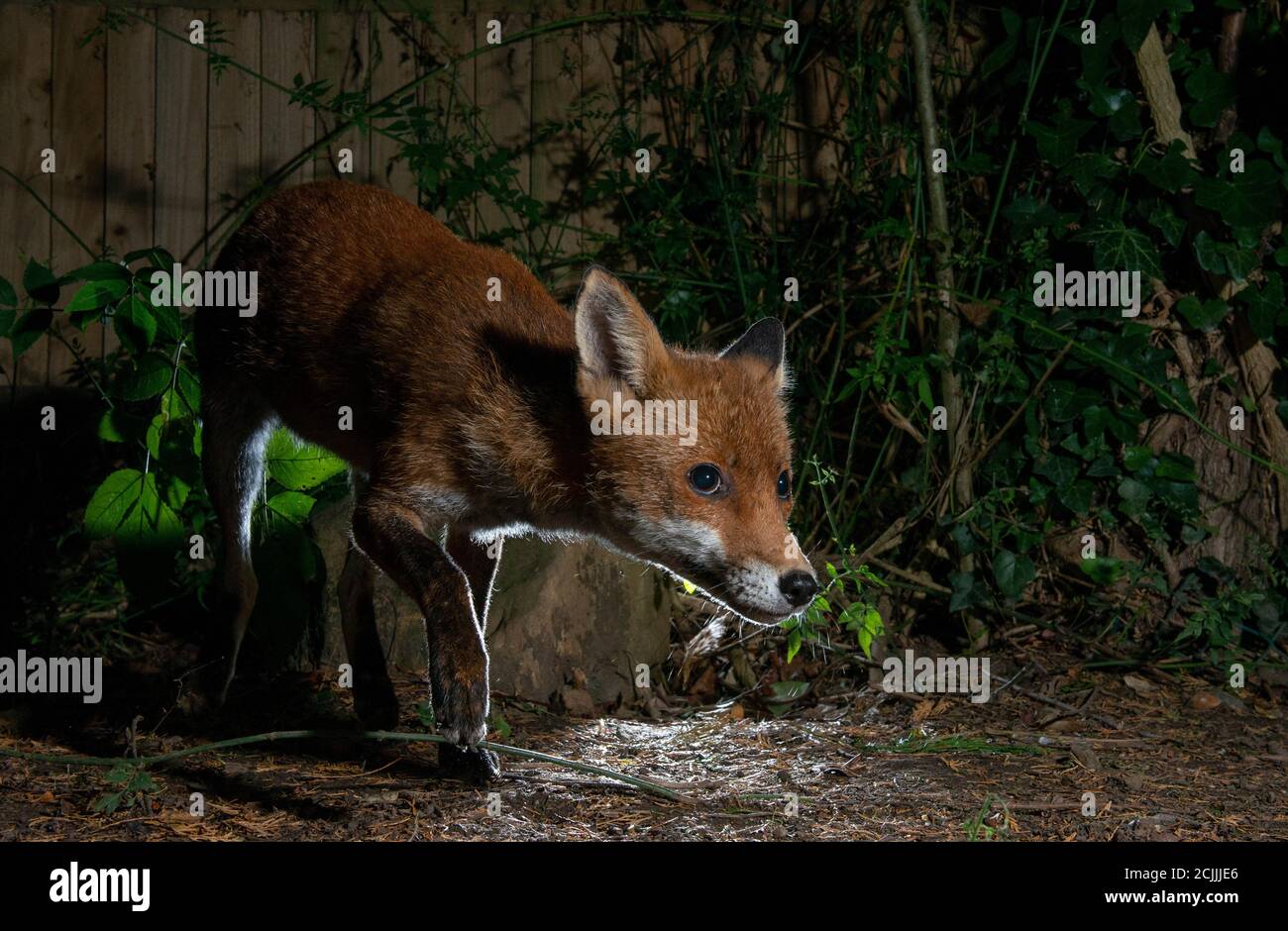 Fox at night stealthily creeping forwards Stock Photo
