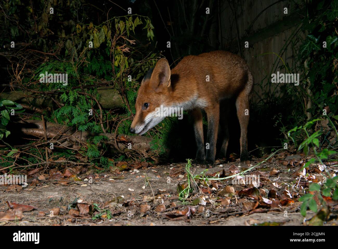 Fox looking around a bush at night Stock Photo