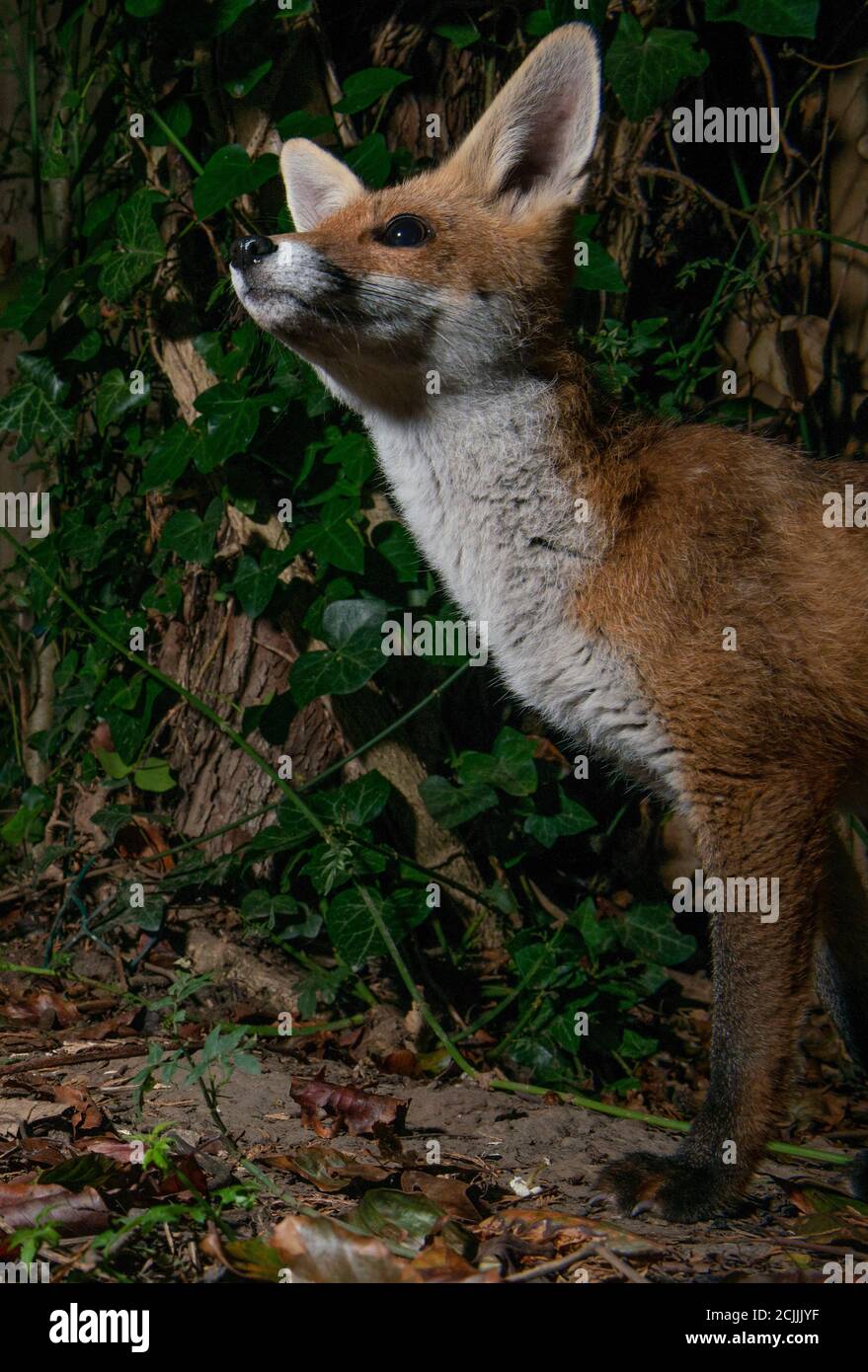 Fox looking upwards with head in the air, portrait Stock Photo