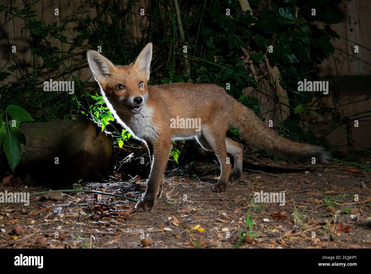 Fox at night with light behind looking to the front Stock Photo