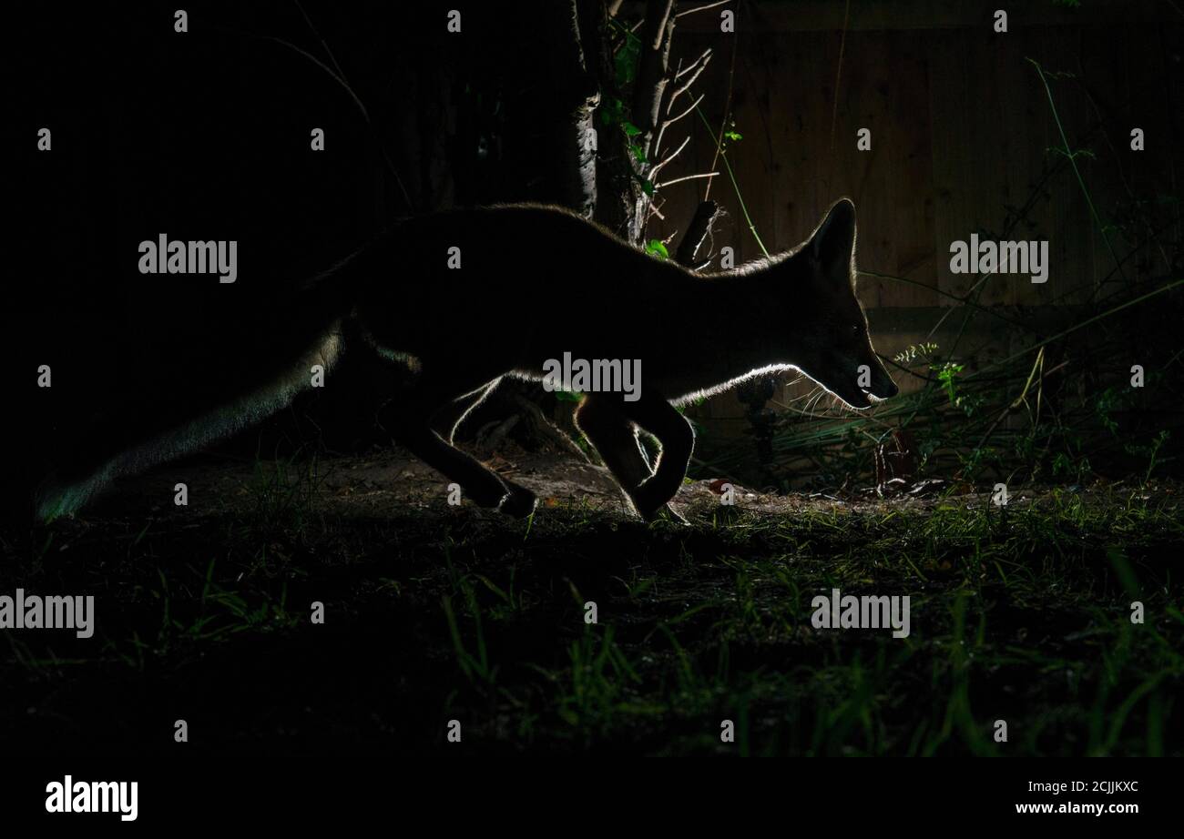 Fox silhouette, running, at night with rimlight Stock Photo