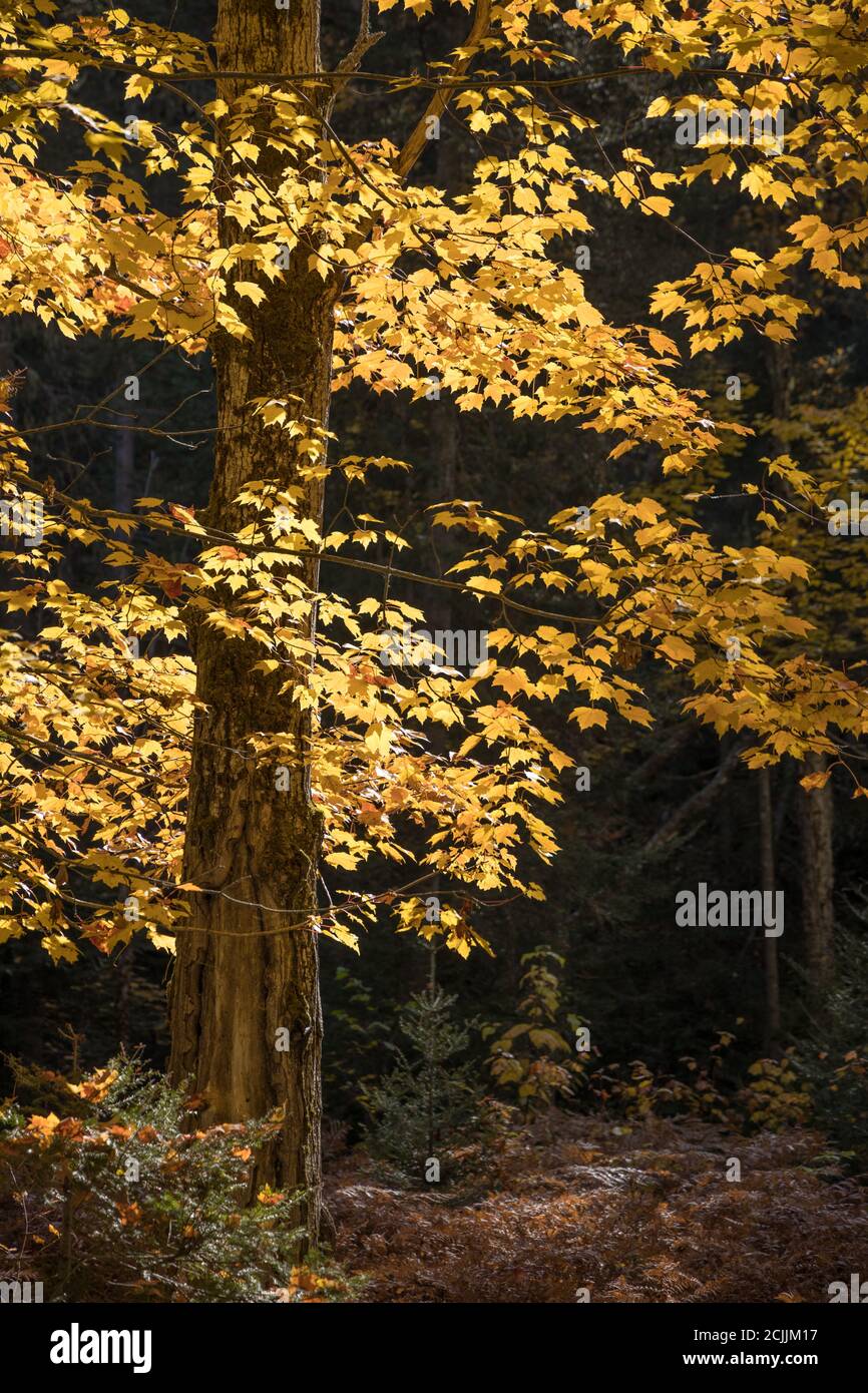 Autumn colours at BaieSainteMarguerite, Saguenay Fjord National Park