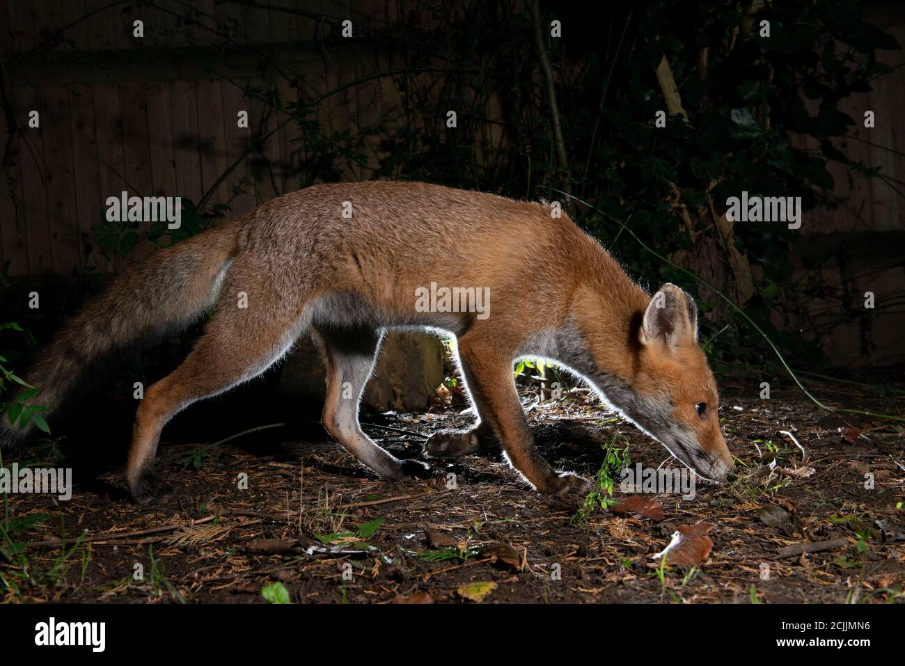 Fox at night sniffing the ground with rim light Stock Photo