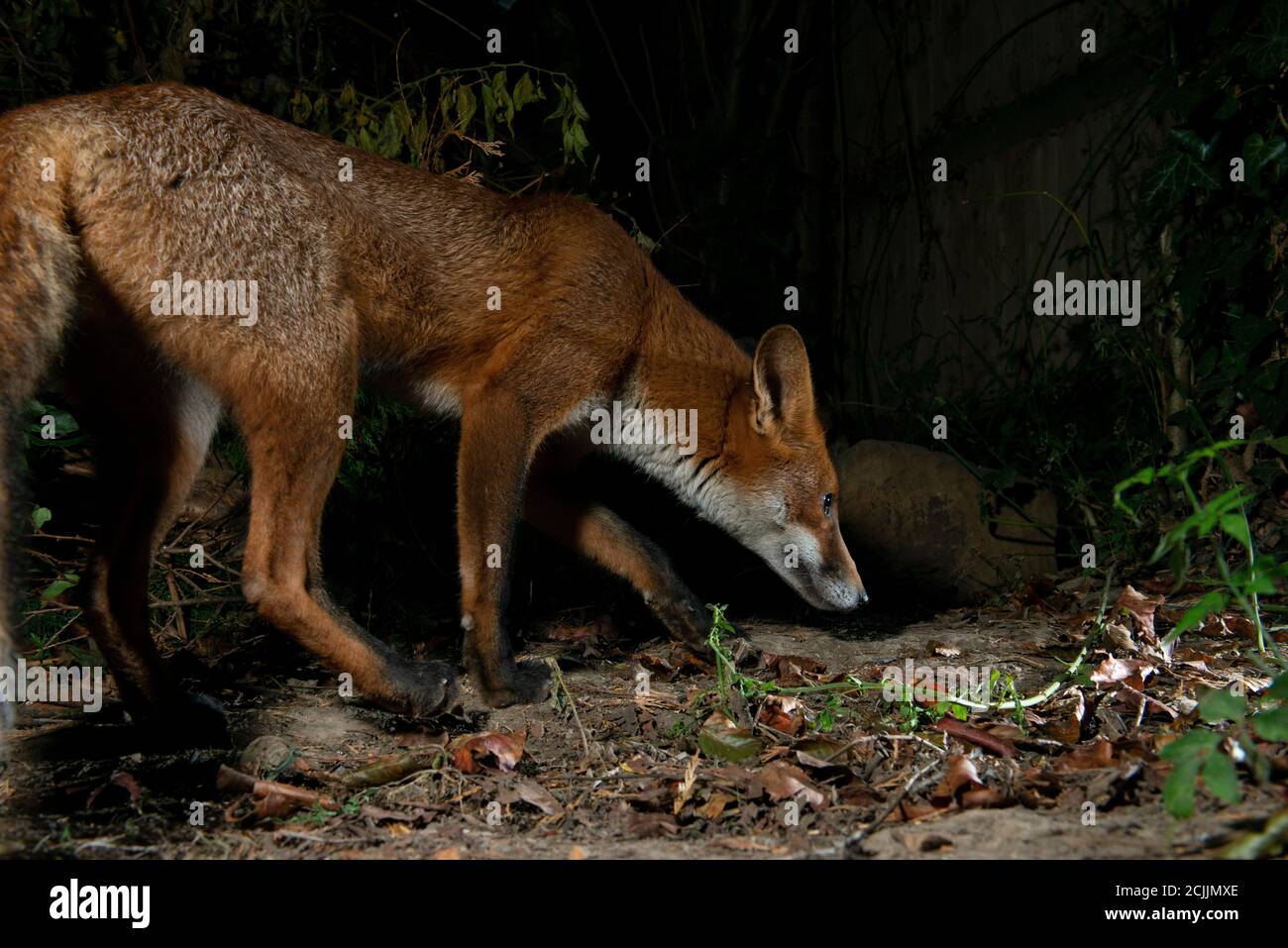 Fox at night sniffing the ground Stock Photo