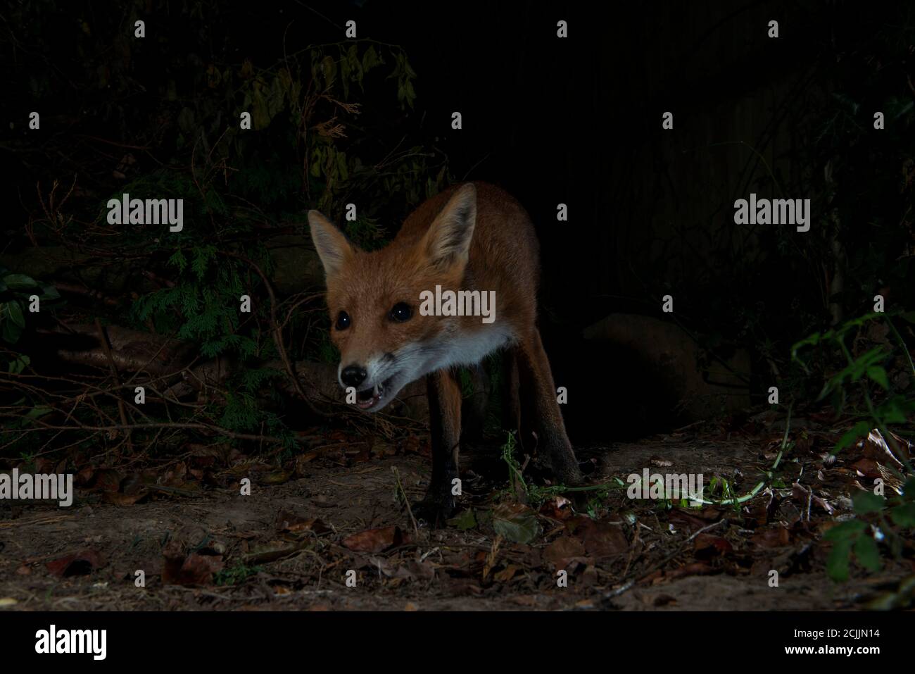 Fox at night staring forwards into darkness Stock Photo