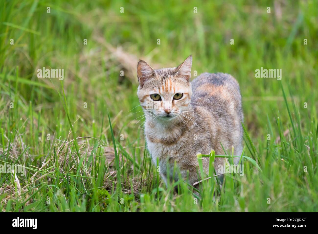 wild feral cat in the green grass looks at camera for a portrait in South Africa Stock Photo