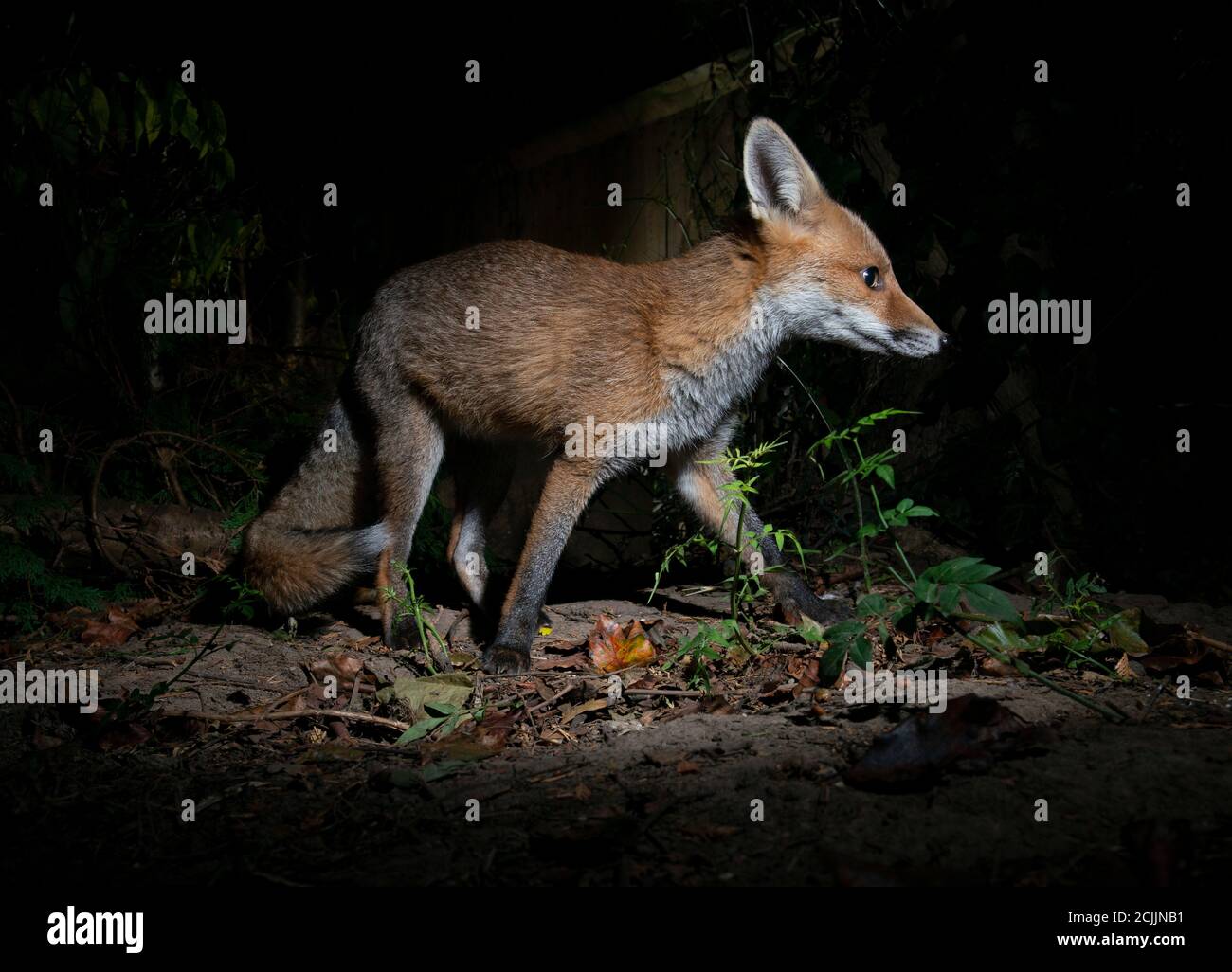Young fox at night turning round Stock Photo