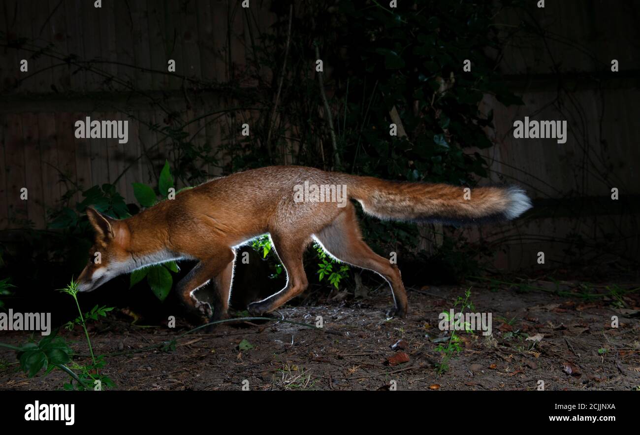 Fox at night creeping forwards to catch prey Stock Photo
