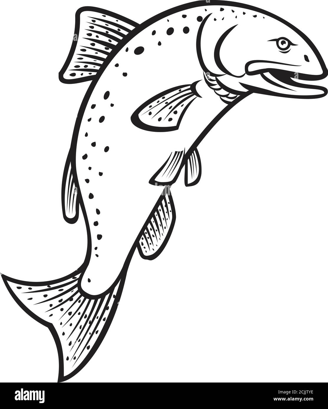 Chinook Salmon Drawing