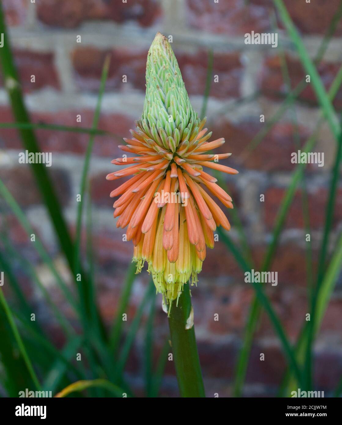Single orange kniphofia in walled garden in autumn showing petal detail Stock Photo