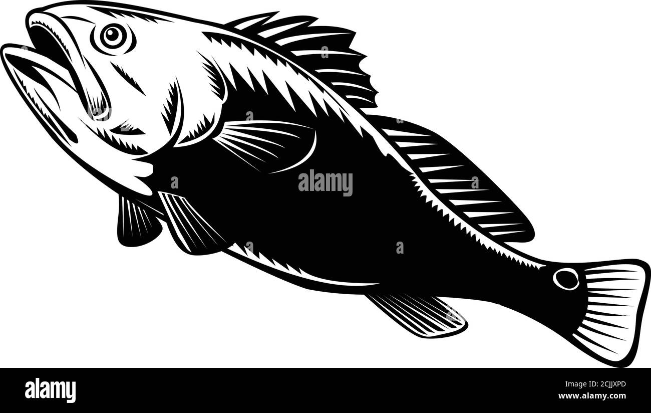 Woodcut illustration of a red drum, redfish, channel bass, puppy drum or spottail bass, a game fish found in the Atlantic Ocean from Florida to Mexico Stock Vector