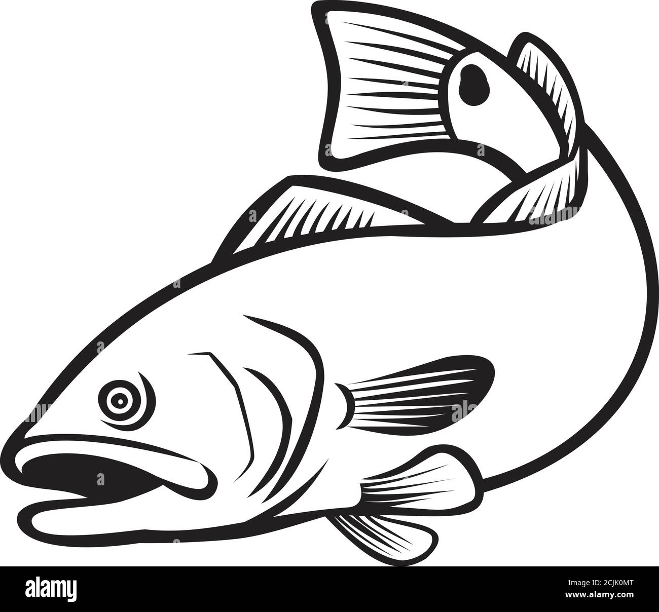 Red drum fish Cut Out Stock Images & Pictures Alamy