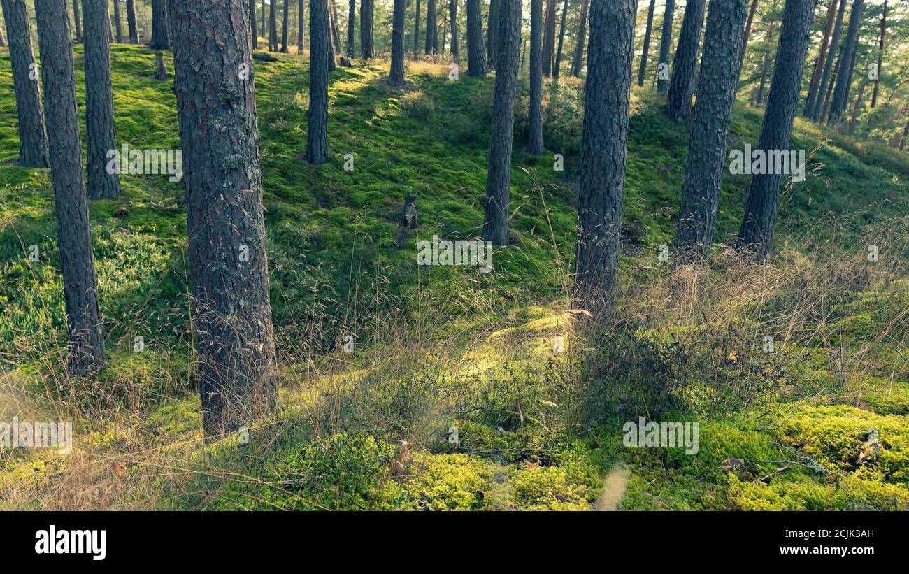 Pine trees in early autumn in the forest Stock Photo
