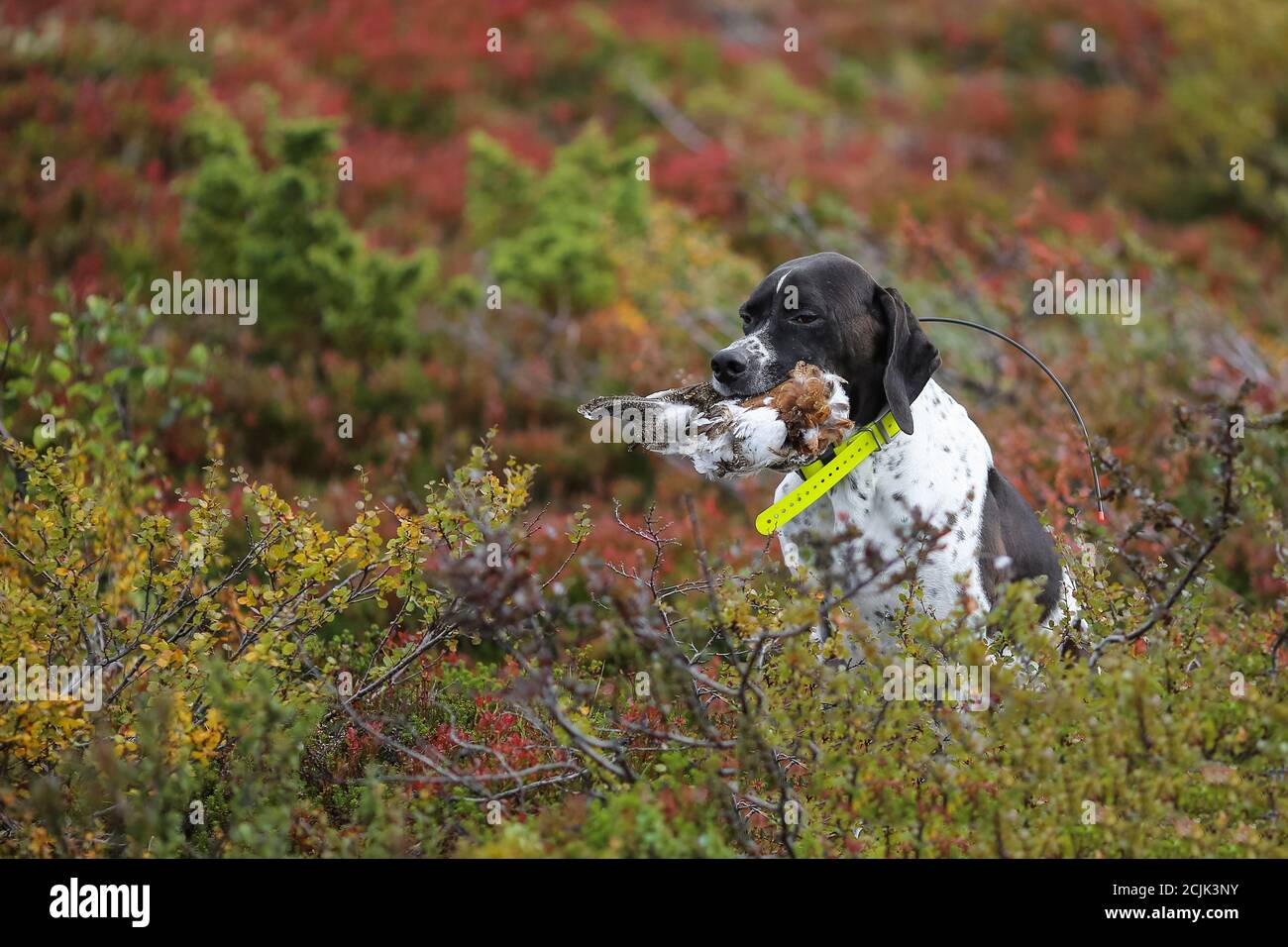 Dog english pointer hunting grouses in the mountains Stock Photo
